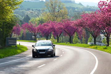 Frühling, Kirschbäume, Straße, Auto