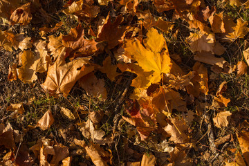 Field of maple leaves. Autumn carpet. Trees threw off foliage.