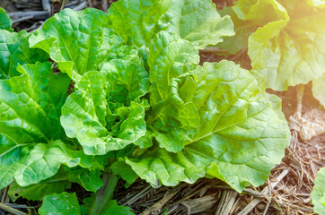 Nappa cabbage green leaves in the field,ingredient for made kimchi in Korea. - Image