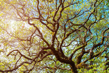 Tree branch with sunlight. Fresh natural background. Abstract backdrop.