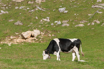 Schwarzweisse Kuh auf der Weide