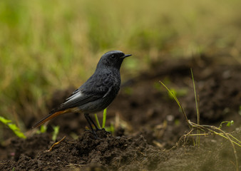 Obraz premium redstart on a ground