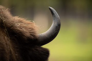bison horn closeup