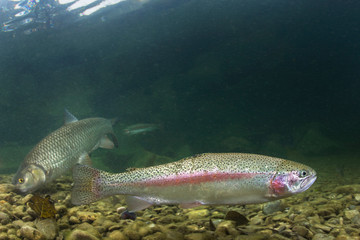Rainbow trout (Oncorhynchus mykiss) close-up under water in the nature river habitat. Underwater...