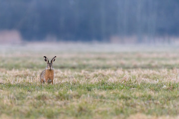 Portrait of a hare (Lepus europaeus) sitting in a field