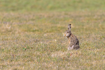 Portrait of a hare (Lepus europaeus) sitting in a field
