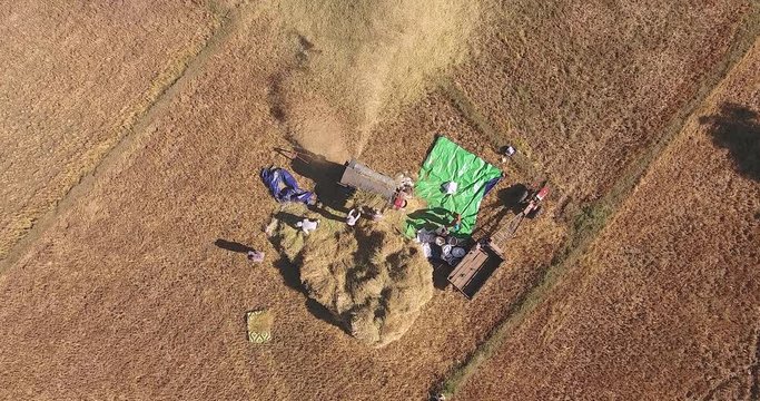 Overhead aerial view of farmers threshing rice with a machine in a field