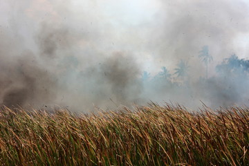 air pollution fron burning  grass