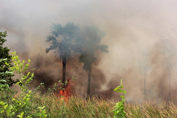 air pollution fron burning  grass