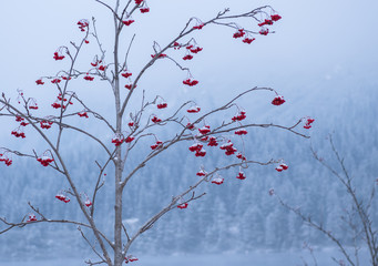 berry tree in winter