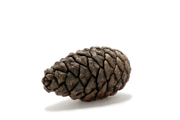 Pine cone on white background