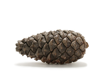 Pine cone on white background