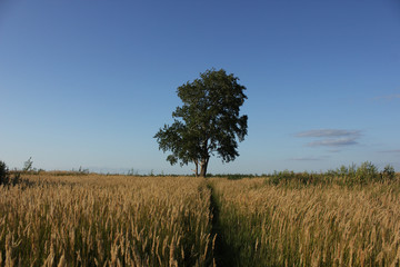 Tree in the field