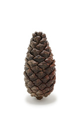 Pine cone on white background