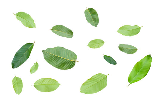 leaves isolated on white background
