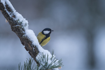 great tit on branch winter