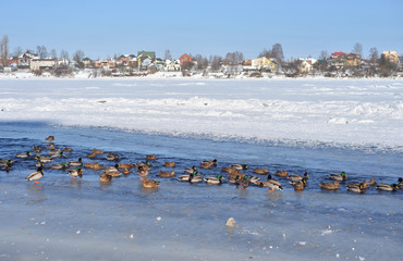 Ducks on river at winter.