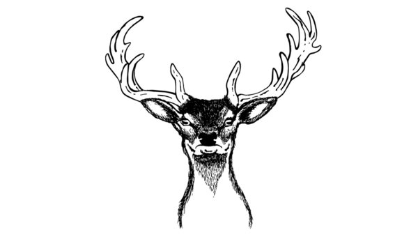 Hirschkopf |  Deer 