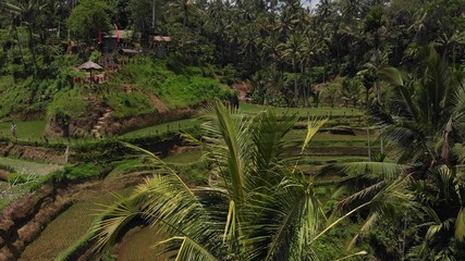 4K aerial drone photo of tropical amazing rice fields on Bali island.