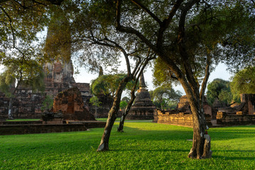 Tree in the old landscape of Ayutthaya Province