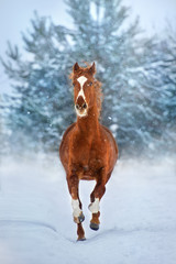 Red horse with long mane run fast in winter snow day