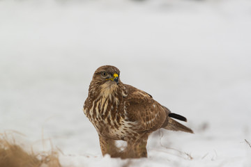 Common buzzard buteo buteo on winter field