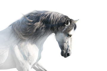 Obraz na płótnie Canvas White andalusian horse portrait on white background. High key image