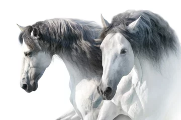 Foto auf Acrylglas Porträt mit zwei weißen andalusischen Pferden auf weißem Hintergrund. High-Key-Bild © kwadrat70