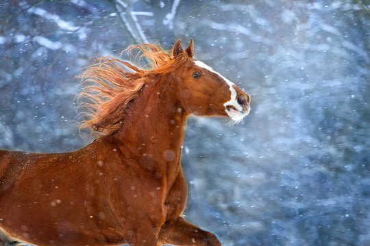 Red horse with long mane run fast in winter snow day