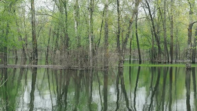 Volga River spring high water PAN. Trees flooded in the water April 2016, Volgograd, Russia