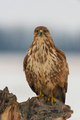 Photo of common buzzard buteo buteo on a tree
