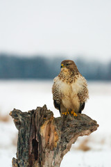 Photo of common buzzard buteo buteo on a tree