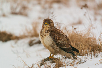 Common buzzard buteo buteo on winter field