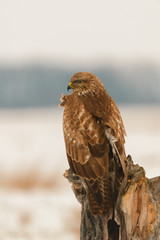Photo of common buzzard buteo buteo on a tree