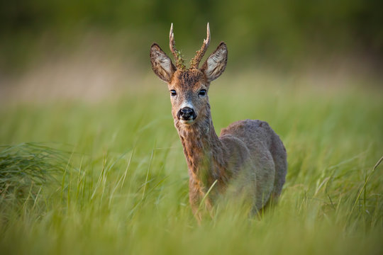 Roe deer, capreolus capreolus, buck in spring at sunset. Morning wildlife scenery from nature. Alerted wild deer with blurred background. Deer with clear green blurred background.