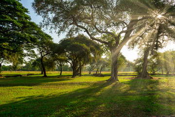 Fototapeta na wymiar Landscape of Old tree with sunlight
