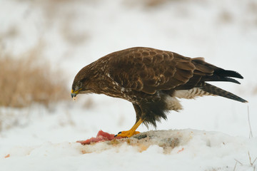 Common buzzard eating meat on the snow