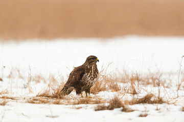 Common buzzard buteo buteo on winter field