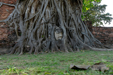 Buddha statue head and face covered with big tree roots.