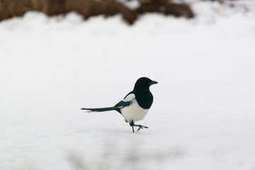 Photo of magpie bird on the snow
