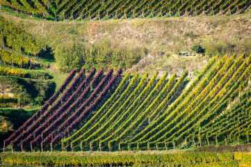 Weinberg im Kaiserstuhl