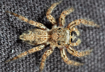 Macro Photo of Head of Jumping Spider Isolated on Background