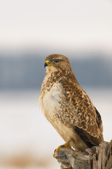 Photo of common buzzard buteo buteo on a tree