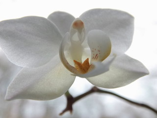 weisse Orchideenblüte