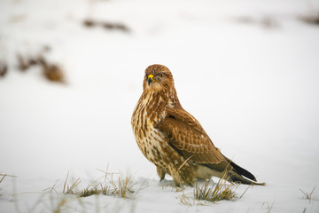 Common buzzard buteo buteo on winter field