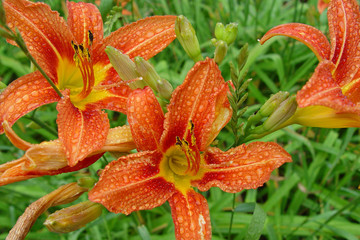 day lily