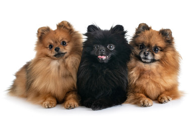 Obraz premium pomeranians in studio