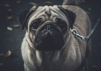 Obraz premium Pug