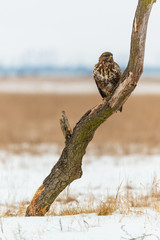Photo of common buzzard buteo buteo on a tree