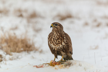 Common buzzard eating meat on the snow